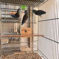 طوطی پروتلت بند انگشتی