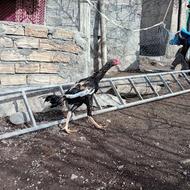 خروس لاری اصل عالی