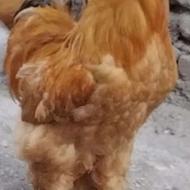 8 عدد مرغ برهما