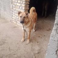 سگ جوان هم برا گوسفند هم برای نگهبانی