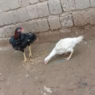 مرغ خروس معاوضه با مرغ