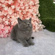 توله گربه بریتیش 2 الی 3 ماهه