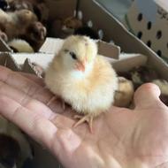 فروش جوجه مرغ و خروس یک روزه