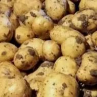 فروش سیب زمینی آگریا