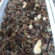 فروش فوری جوجه بلدرچین