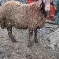 گوسفند نره قوچ هترو