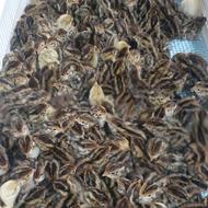 فروش فوری جوجه بلدرچین