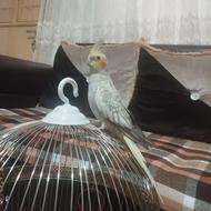 عروس هلندی مرواریدی