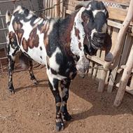 بز نر پنجاپ اصل