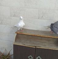 فروش 1 جفت کبوتر پرشی