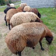 قیمت توافقیگوسفند دوقلوزا هم تک قلوزا