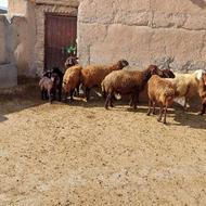 گوسفند درجه یک