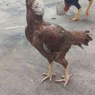 مرغ لاری صابونی