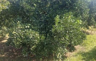 بابل جاده گنج افروز باغدشت506 متر باغ .