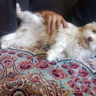 سگ شیتزو پنج ماهه ماده همه واکسنا بهش خورده واگذاری