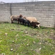 گوسفند 2 عدد وره مار دوقلو داشتی درجه یک جوان