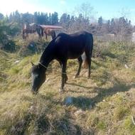 فروش اسب باری وسواری