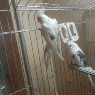 عروس هلندی البینو دوکت پروانه