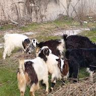 شیش تا بز تمیز