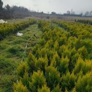 کاج لاوسون سطل 3 ریشه پرس