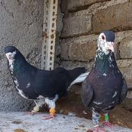 کبوتر رنگی ساده افشان وسینه