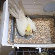 جفت عروس هلندی لوتینو روی تخم.