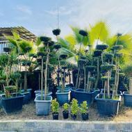 درختچهی مورت تک کله و چند کله گلسرای شقایق