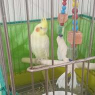 عروس هلندی زیبا ونر