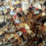 فروش جوجه های گلپا