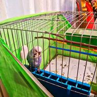 مرغ عشق نر بالغ