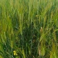 مقداری کاه وجو به فروش می‌رسد