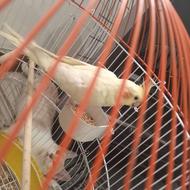 طوطی عروس لوتینو با قفس