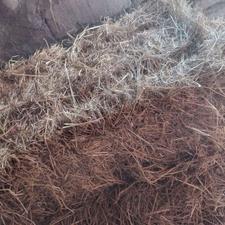 سراچین (علوفه)