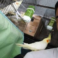 عروس هلندی دون خوردستی 550