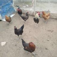 فروش خروس ومرغ