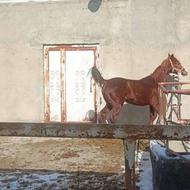 فروش اسب فوری ب دلیل نبود جا