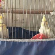 تعدادی عروس ومرغ عشق