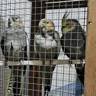 دوتا عروس هلندی مولد با یک جوجه