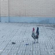 فروش خروس گلین