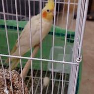 عروس هلندی ماده