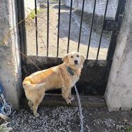 واگذاری سگ نر گلدن دو رگ