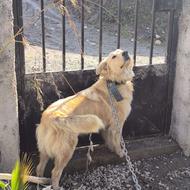 سگ نر گلدن دو رگ