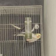 عروس هلندی تصمینی