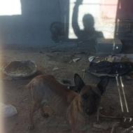 مالینویز بلژیین