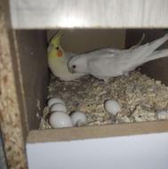 یک جفت عروس هلندی مولد