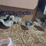 جوجه بوقلمون‌های‌ده‌روزه