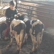 گوساله‌‌نرهولشتاین‌بلژیکی