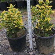 شمشاد سطل 3.5