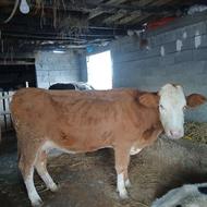 گاو سیمینتال قرمز جوان