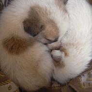 توله نر پامر واگذاری